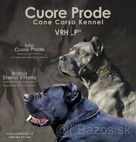 Cane Corso s PP FCI