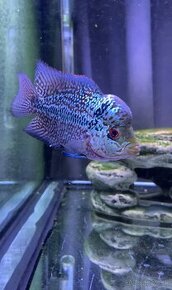 Flowerhorn samček č.3