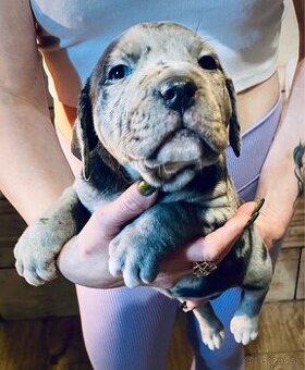 American Bully XXL / ABKC registrované