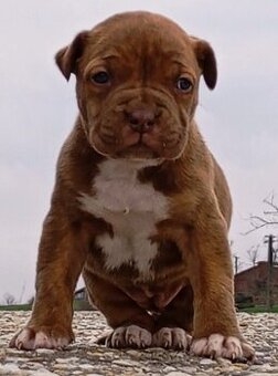 American bully Standart