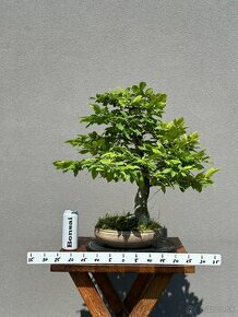 Bonsai Hrab - 1