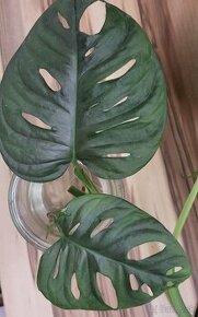 Monstera adansonii - 1