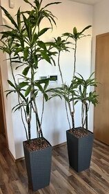 Rastliny palma Dracena 2x - 1