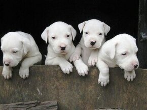 Argentínska doga -  s PP (dogo argentino)