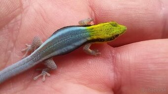 Phelsuma klemmeri