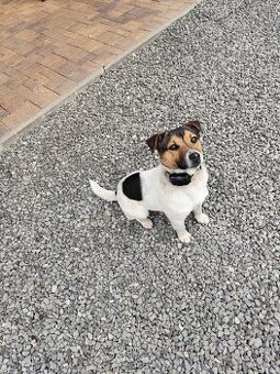 Jack Russel - 1