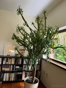 Predám veľký kaktus Euphorbia trigona-výška 200 cm - 1