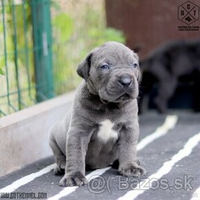 Cane corso steniatka s PP