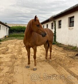 Prodám kobylu Arab x Haflinger