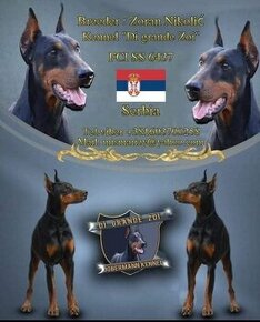 Predám šteniatka Dobermana - 1