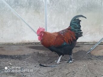 Marans medenokrky