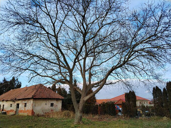 Darujem orech za vypílenie a odvoz