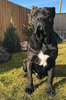 Darujem presa canario