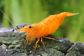 neocaridina Orange