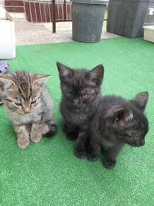 Tigrované svetlé a čierne mačiatka (štyri)