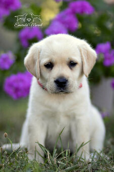 Labradorský retriever - štěniatka s PP