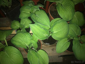 Hosta (funkia), odroda PARADIGM, rastlinky