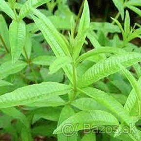 Citronová verbena (rostliny)