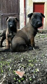 Belgický ovčiak- Malinois