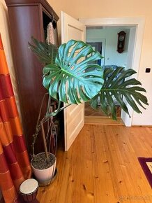 Predam monsteru MONSTERA XL