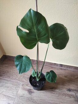 MONSTERA DELICIOSA