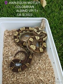 Boa Constrictor VPI T+