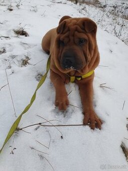 Shar-pei