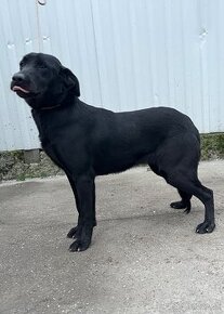 Labrador Retriever s PP