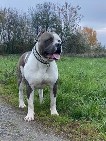 American Bully XL