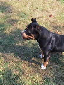 American bully - 1