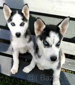 Sibirsky husky hasky