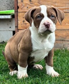 American Bully Xl