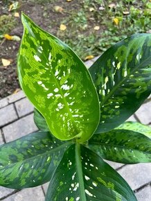 Dieffenbachia Crocodile