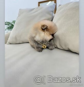 Pomeranian chlapček