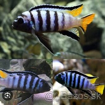 PSEUDOTROPHEUS ELONGATUS MPANGA , africke cichlidy