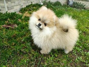 Pomeranian