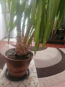 Yucca/Jukka