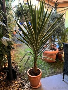 Stredomorská rastlina, Yucca elephantipes ´Puck´ - 1