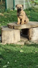 border terrier