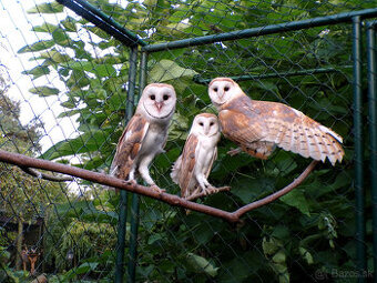 Sova pálená (Tyto alba)