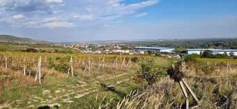 Pozemok Svätý Jur, 2500m2 , VYČISTENIE v cene