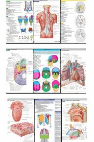 Memorix Anatómie + Netterov anatomický atlas