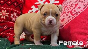 American Bully Pocket