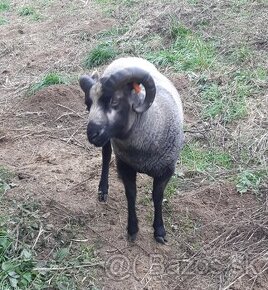 Prodám plemenného shetlandského berana