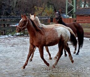 Appaloosa