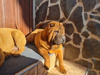 ⭐️SHAR-PEI šteniatko