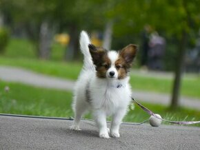 Papillon s rodokmeňom - šteniatko na predaj