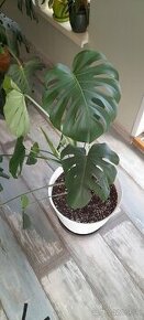 Monstera deliciosa - 1