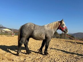 Žrebec na predaj - Percheron