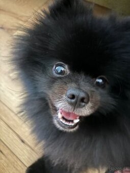 Pomeranian